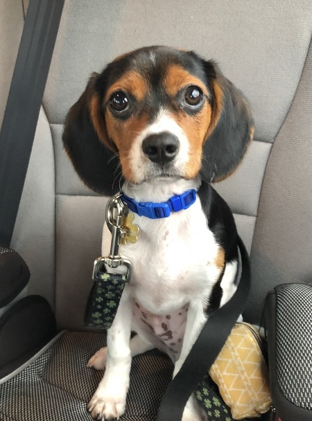 Seamus