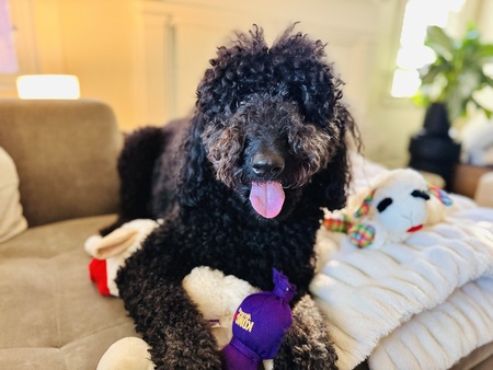 Fozzie