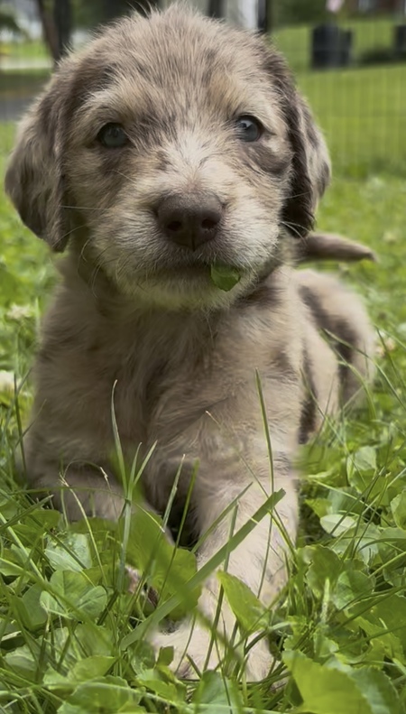 Nova