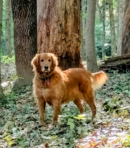 Samson 