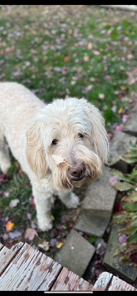 Murphy
