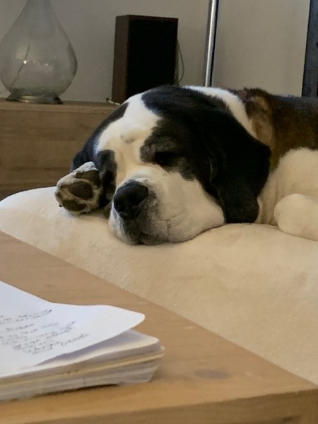 Piper