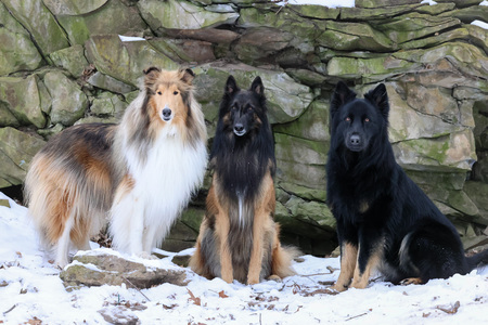 Oscar (rough collie) Elliott (Belgian tervuren) Fixion (German shepherd)
