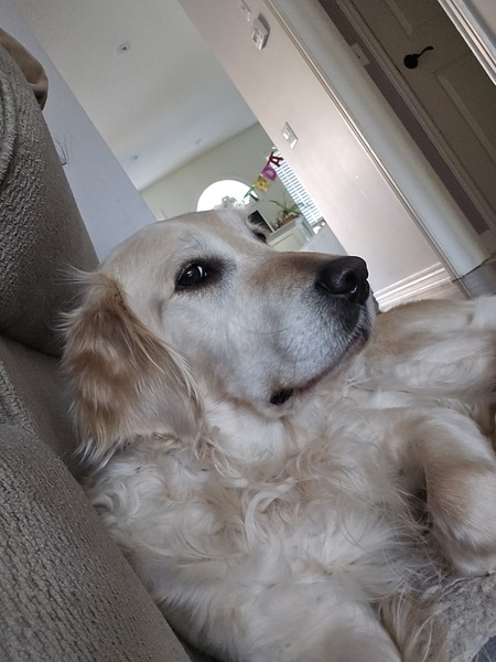 Daisey