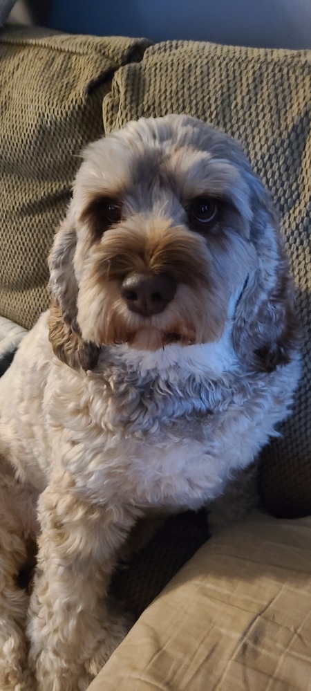 Bowie