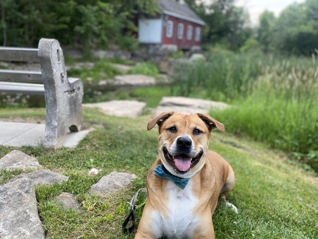 Meeko