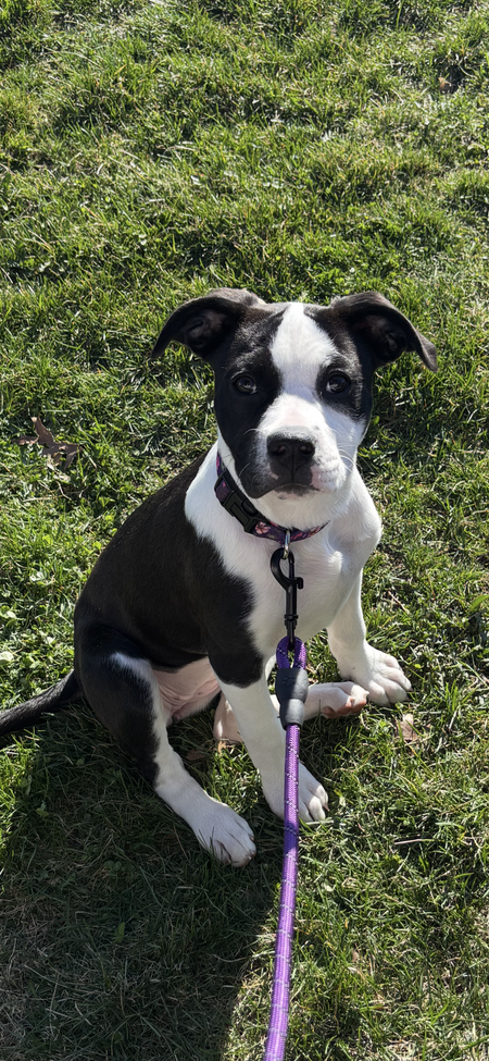 Nellie