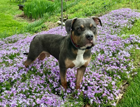 Arlo (Blue)