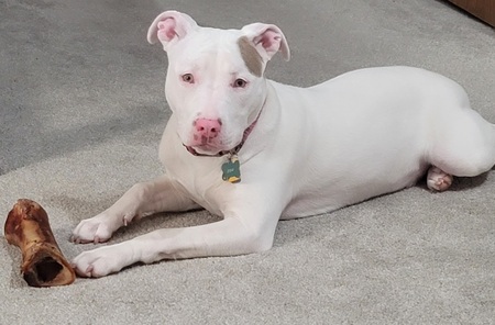 Ziva