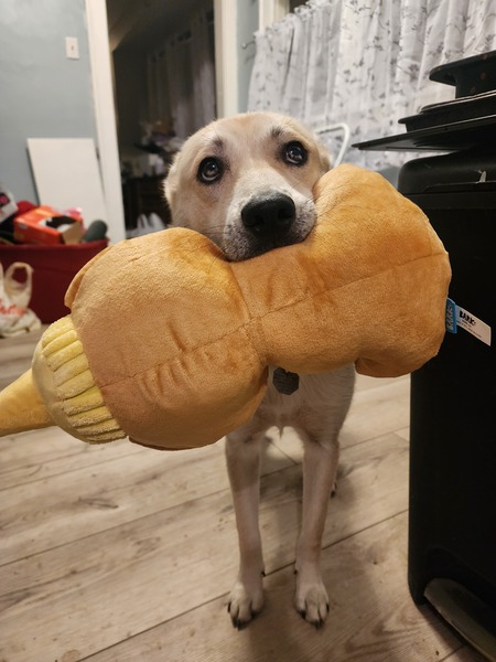 Nyla