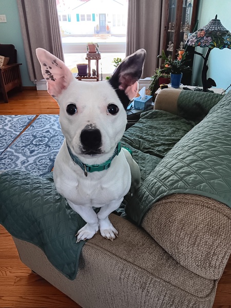 Buddy