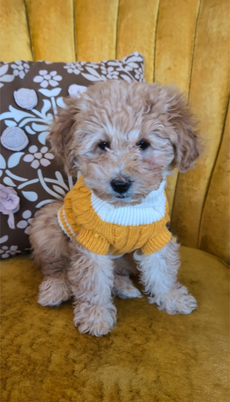 Honey 
