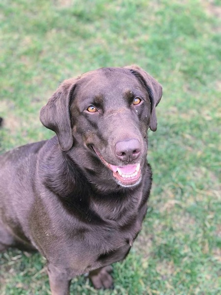 Hazel
