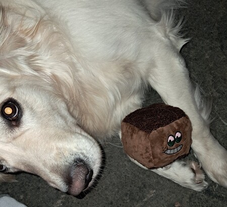 Buddy Boy 