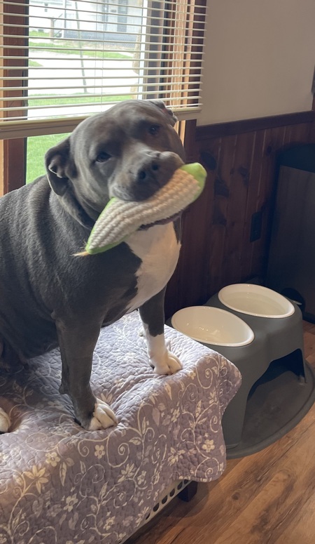Stella 