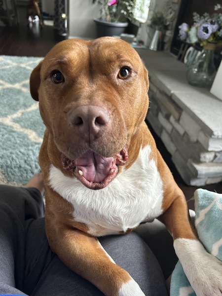 Fiona (Formerly Ginger)