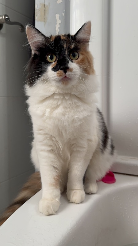 Chalupa