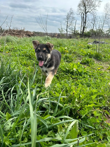 Zeus 