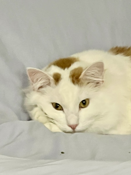 Snowball