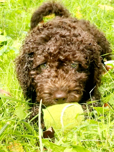 Osito