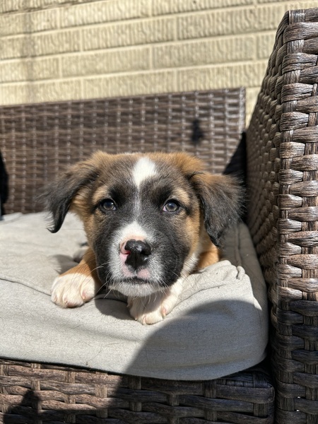 Mowgli