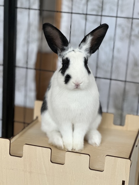 Smudge