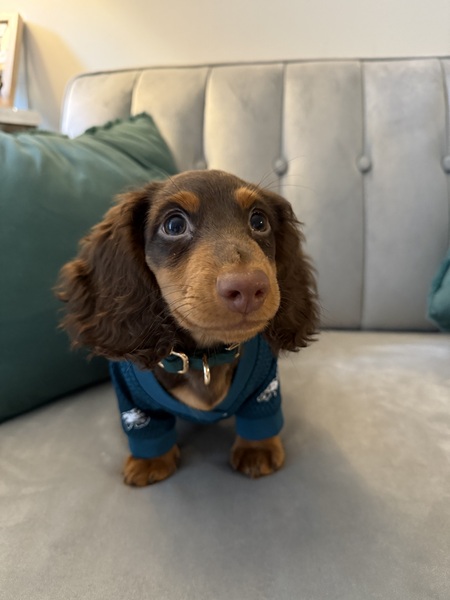 Chip