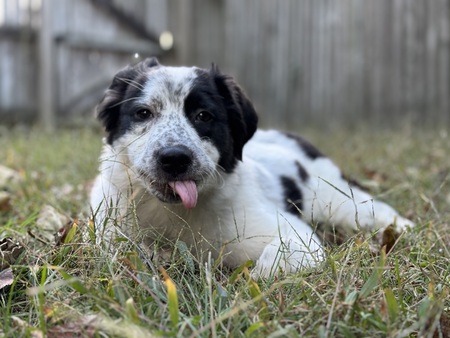 Roscoe 