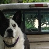 Entry image for Freckles, Spud 