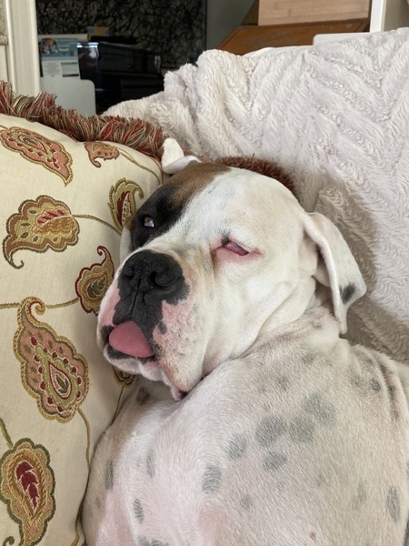 Archie