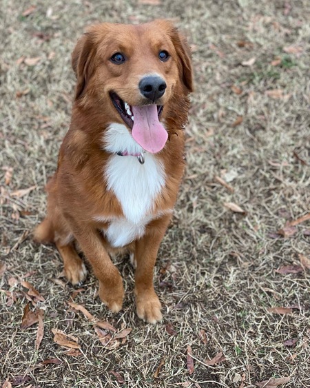 Bosco