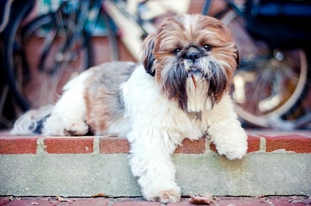 Benji