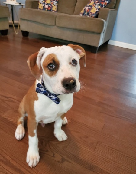 Freddie (Fredrick when he’s in a bow tie)