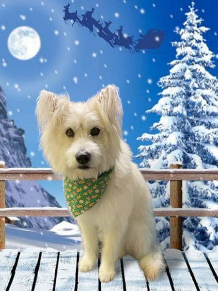 Willow 