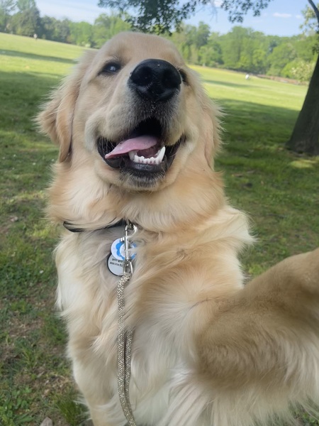 Gibson