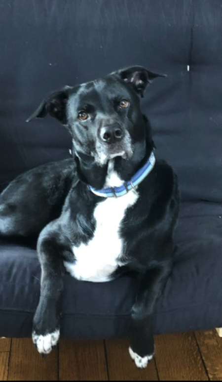 Finn….. Huckleberry 