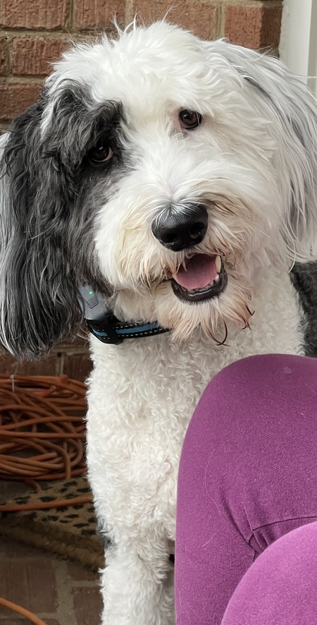 Ollie