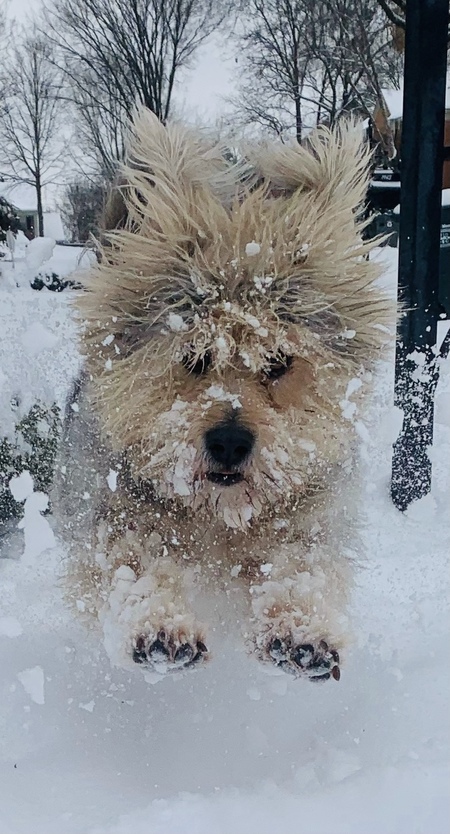 Sparky