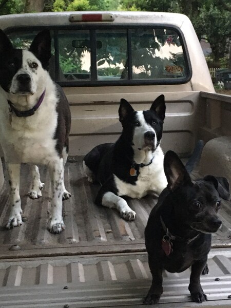 Entry image for Freckles, Spud . Clicking this image will show a larger photo
