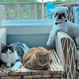 Entry image for Luna, Chester & Luka
