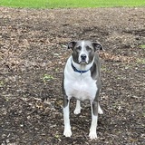 Entry image for Buddy