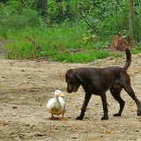 Entry image for Ezra & Decoy