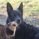 Entry image for Cheveyo (dog) Callie  (cat)