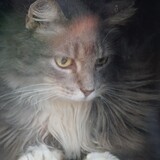 Entry image for Little Fluff