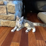 Entry image for Sylvie