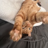 Entry image for Tigger