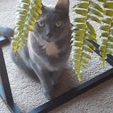 Entry image for Kitty