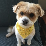 Entry image for Teddy Bell
