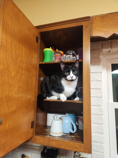 Harry Pawter