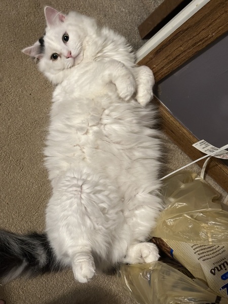 Opie 